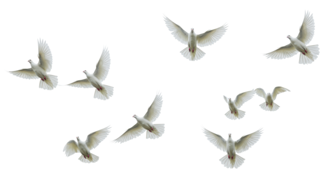 A dynamic flock of elegant, white-plumed birds in mid-flight, showcasing intricate feather details against a transparent background, with high-key lighting concept of boundless freedom and