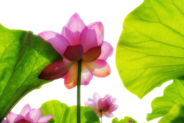 空を見上げる蓮の花