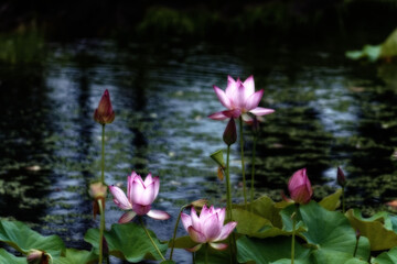 泥の中から出て美しい花を咲かせるハスは仏様の花