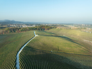 aerial view tea crop in mountain