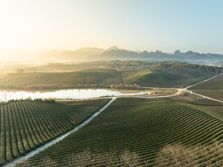 aerial view tea crop in mountain