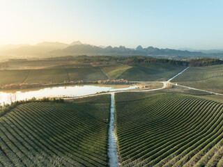 aerial view tea crop in mountain