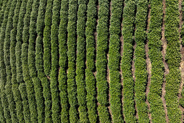 aerial view tea crop in mountain