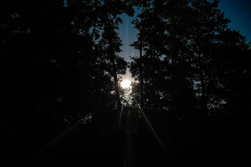 Moonlight shines through the silhouette of the trees and casts rays, full moon shining through a...
