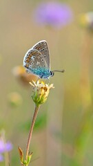 A small blue butterfly rests on a yellow flower bud, soft-focus background