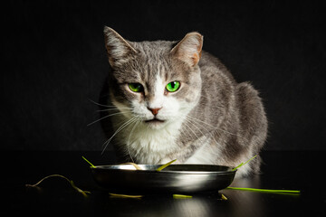 Shot of a posing cat next to a bowl full of cat grass. 