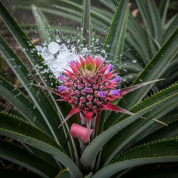 The corpse lily&rsquo;s cousin, the titan arum, isn&rsquo;t the tallest flower&mdash;Puya raimondii is! It can tower up to 15 meters, blooming only once every 80&ndash;100 years. 