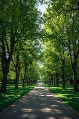 Fototapeta premium Beautiful tree-lined pathway in a lush green park on a sunny day, creating a peaceful natural tunnel perfect for walking, relaxing, and enjoying serene outdoor moments