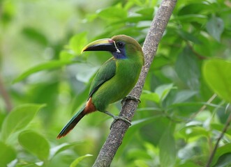 Emerald Toucanet Perched on a Branch in Lush Tropical Habitat 