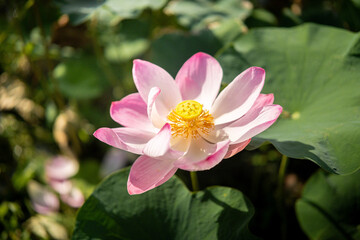 Blooming pink lotus flower with bright yellow stamens in the center, surrounded by green lotus leaves in a tranquil pond.