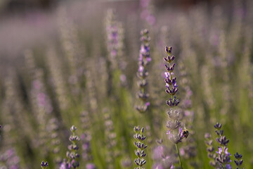 Lavender Flowers Blooming in a Serene Field During Golden Hour With Soft Sunlight Illuminating Their Vibrant Hues