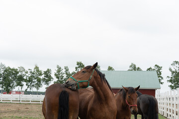 十勝の牧場と競争馬