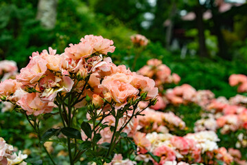 初夏の庭園　ピンク色のバラ