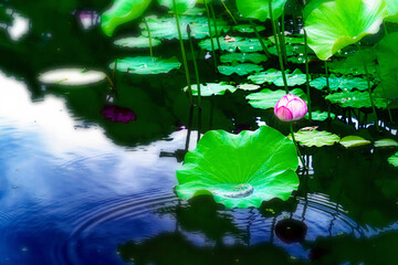 ハスの花と静かに広がる波紋