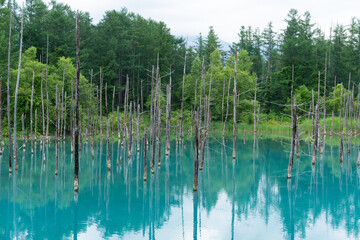 北海道　美瑛・白金　青い池