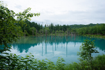 北海道　美瑛・白金　青い池