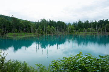 Obraz premium 北海道 美瑛・白金 青い池