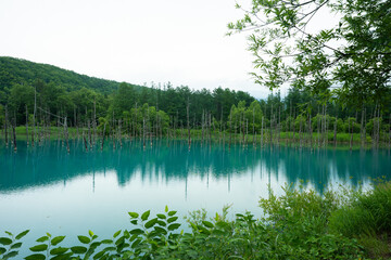北海道　美瑛・白金　青い池