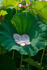 散り際も美しいハスの花