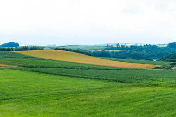 Fototapeta premium 北海道 初夏の富良野・美瑛の丘