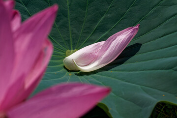 散り際も美しいハスの花