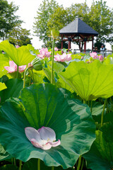 散り際も美しいハスの花