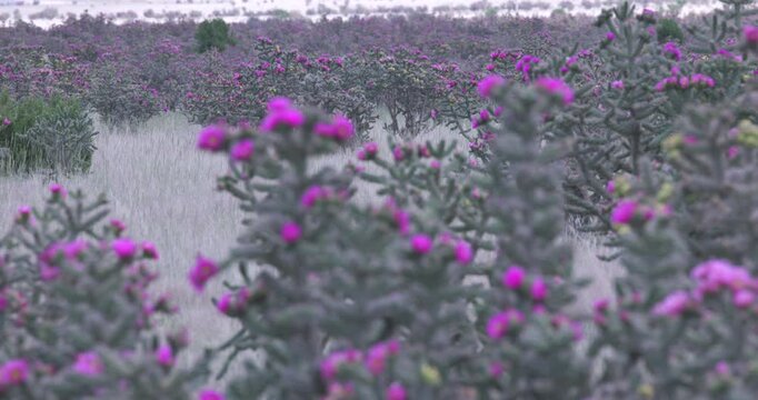 Walking Stick Cholla Cactus Feild Blooming in New Mexico