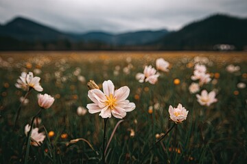 Pale pink flowers in a field, mountains in the background. A soft focus, natural scene of a meadow filled with delicate blossoms, with muted colors and a backdrop of a distant, cloudy mountain range