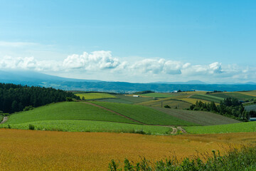 北海道　初夏の富良野・美瑛の丘