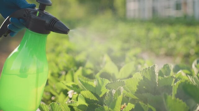 close up gardener with gloves fumigating strawberry leaves using green pump sprayer while insect hovers nearby sunlight creating mist and soft bokeh background for pest control scene