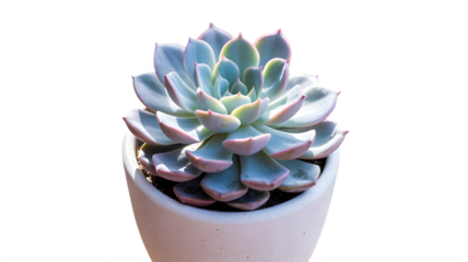 A close-up shot of a succulent plant in a pot.