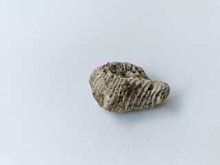 White beach stones resemble sea coral reefs.