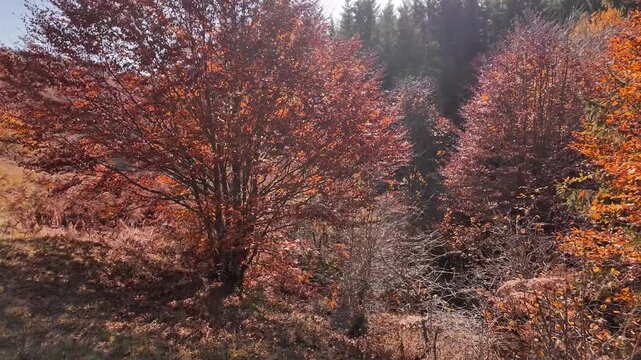 Autumn colored trees and countryside landscape scenery.