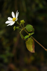 Closeup of a sunflower growing in a field of sunflowers during a nice sunny summer day, Sunflower natural background. flower blooming, Beautiful field of blooming sunflowers, Chakwal, Punjab, Pakistan