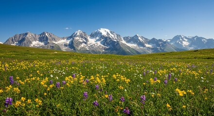 Fototapeta premium Alpine meadow with blooming wildflowers and snow capped mountain peaks under clear blue sky, scenic summer nature landscape for outdoor hiking and adventure travel