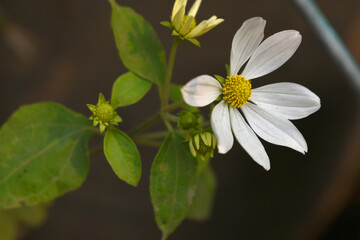 Closeup of a sunflower growing in a field of sunflowers during a nice sunny summer day, Sunflower natural background. flower blooming, Beautiful field of blooming sunflowers, Chakwal, Punjab, Pakistan