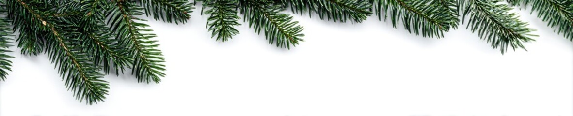 Christmas Fir Branches Against White Background