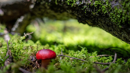 Fruiting body of russula mushroom growing on moss