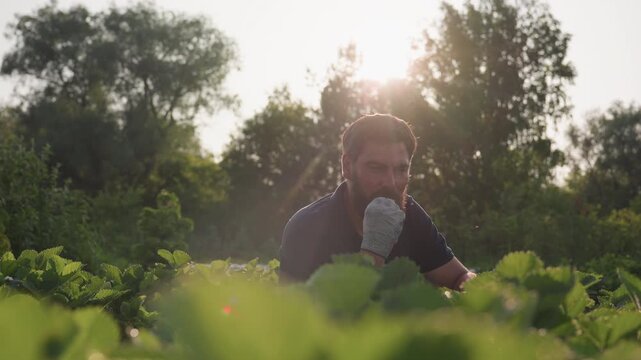 Bearded gardener squatting in green strawberry patch under warm sunlight, plucking ripe berry and savoring sweet flavor with gloves, gentle backlight glow in tranquil organic rural garden