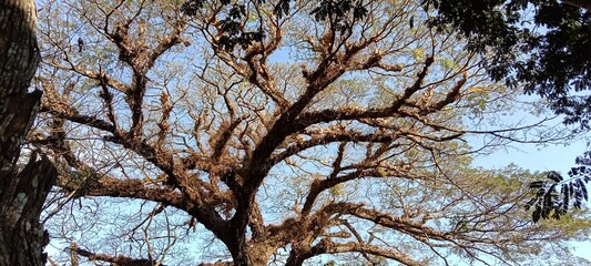 tree branches against blue sky