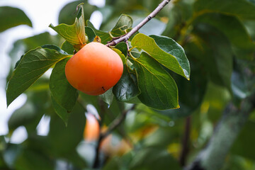 Persimmon tree fresh fruit that is ripened is hanging on the branches in the plant garden is juicy fruit and ripe fruit with persimmon trees.