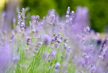  A vibrant field of purple lavender flowers, with a soft focus on the background.