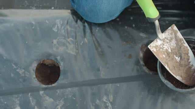 close up top down view of farmer drops seeds with shovel into soil holes in plastic mulch bed using clumpy brown pellets for germination while gloved hand works under soft morning light
