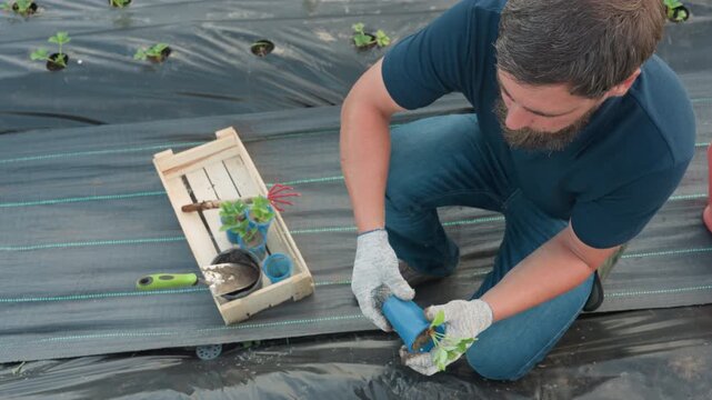 top down view gardener kneels on black mulch bed selecting healthy strawberry seedling from blue container squeezing plastic pot to release root ball then inspects soil quality before transplanting