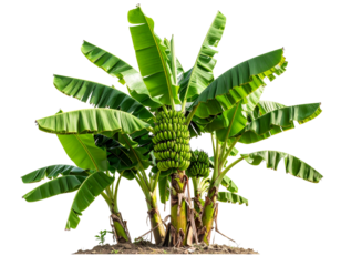 Banana tree with fruits isolated on transparent background png