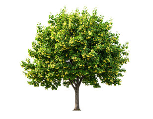 Linden tree isolated on transparent background png