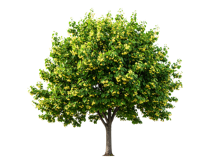 Linden tree isolated on transparent background png