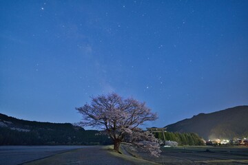 一本桜と星空
