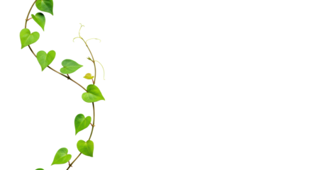 Elegant plant vine with vibrant green heart-shaped leaves, reddish stem, S-curve, isolated on transparent with negative space, soft studio light, top-down. Concept of natural growth and organic design