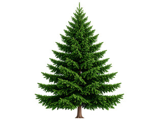 Conifer tree isolated on transparent background png